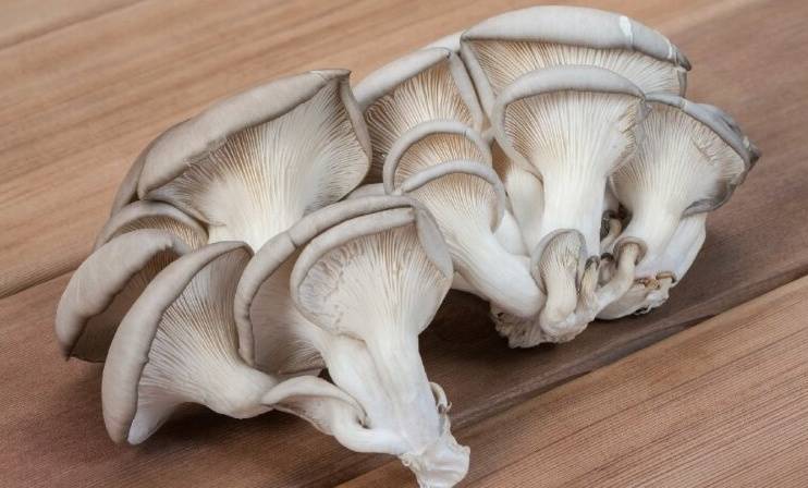 Как готовить грибы еринги - 4 рецепта