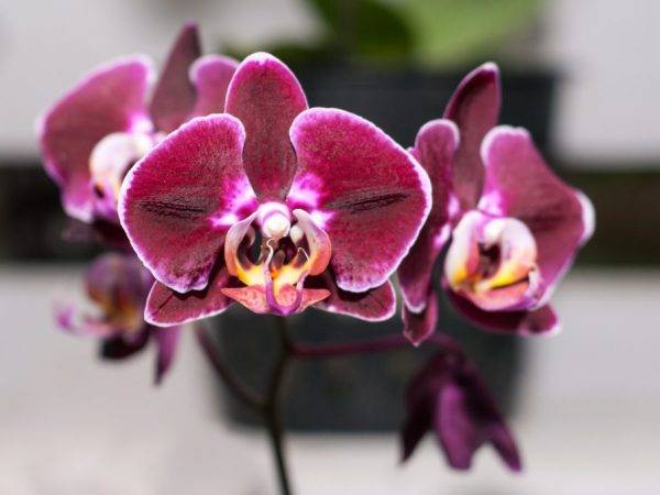 Фаленопсис биг лип: что это такое, какие есть варианты окраски, а также фото и названия разновидностей орхидеи с белыми и другими цветами, уход в домашних условиях русский фермер