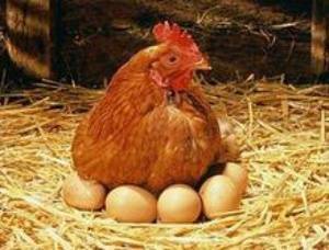 Может ли курица нести яйца без петуха: какая разница между оплодотворенными и неоплодотворенными яйцами?