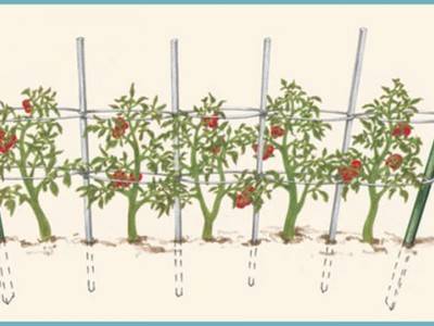 Как правильно подвязывать помидоры в теплице и открытом грунте