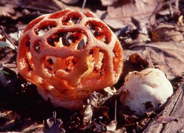 Решёточник красный — описание, где растет, ядовитость гриба