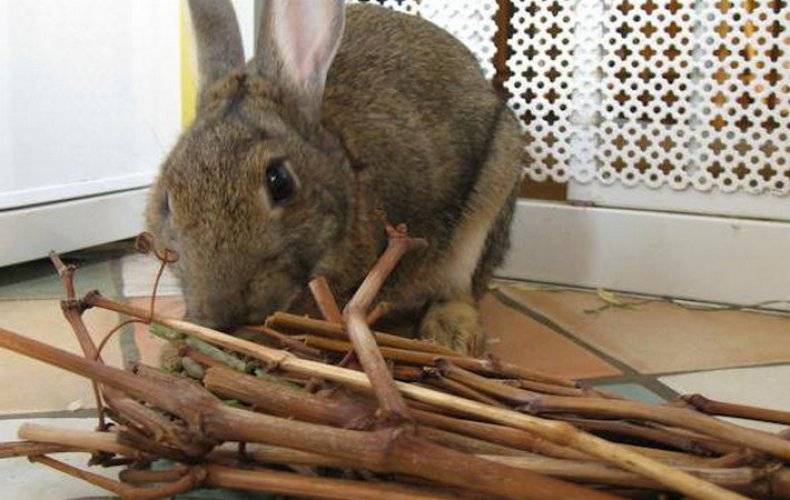 Какие ветки можно давать кроликам?