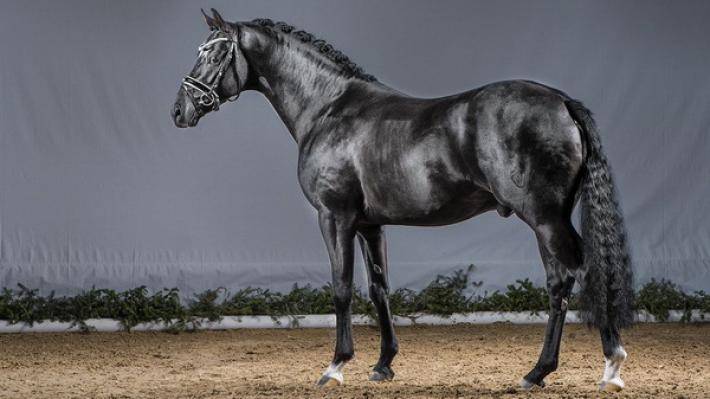 Андалузские лошади: фото, характеристики, уход и питание, разведение