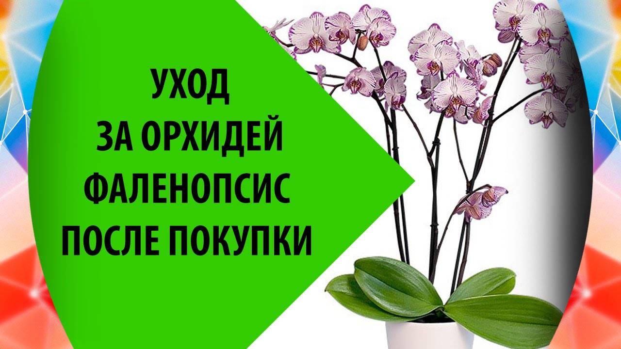 Сорта фаленопсисов: клеопатра, kendall, compilation, qwirkle, описание орхидеи с фото