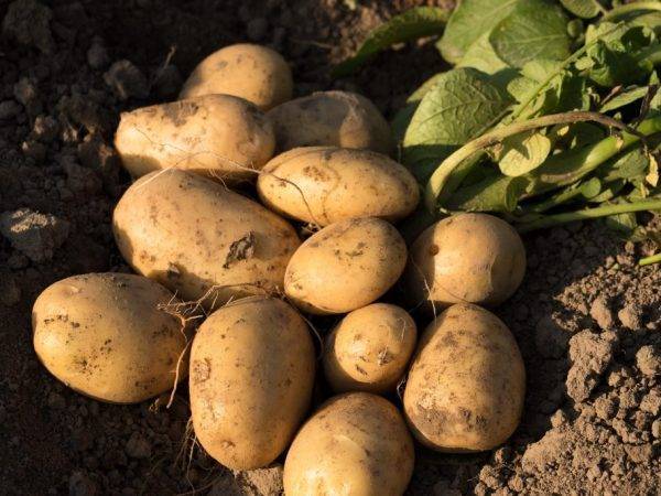 ✅ картофель аризона: описание, характеристика и вкусовые качества сорта, выращивание и уход, фото - tehnoyug.com