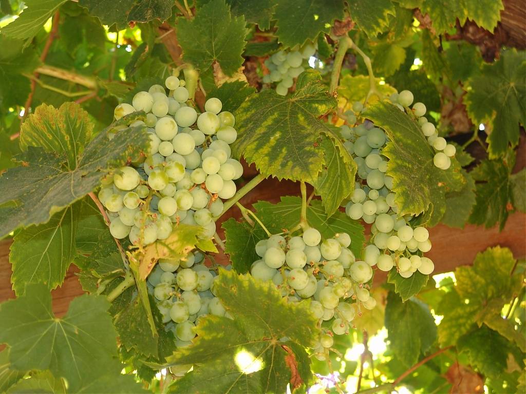 Как бороться с клещами на винограде: чем обрабатывать лозу от виноградного зудня и паутинного клеща