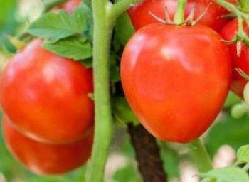 Для консервирования подойдет томат «засолочный деликатес»: подробное описание сорта