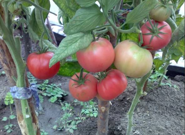 Описание сорта томатов Виагра
