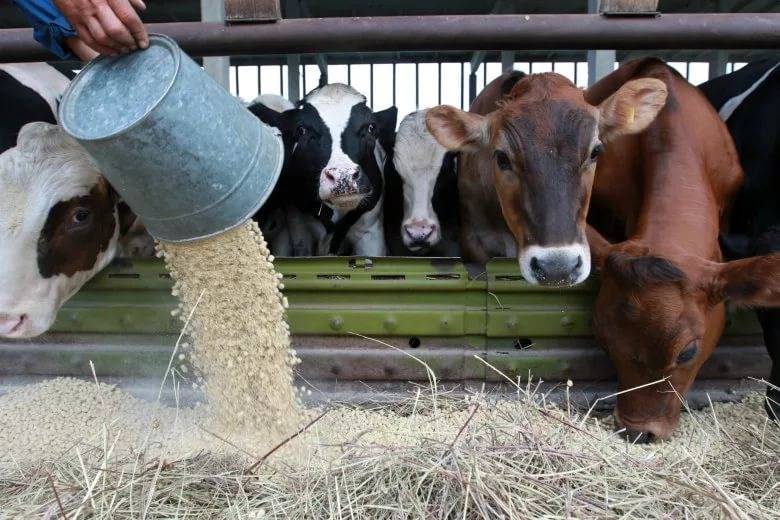 Комбикорм для крс: для коров и телят, каким бывает