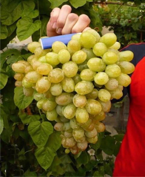 Виноград ланселот: описание и характеристика сорта
