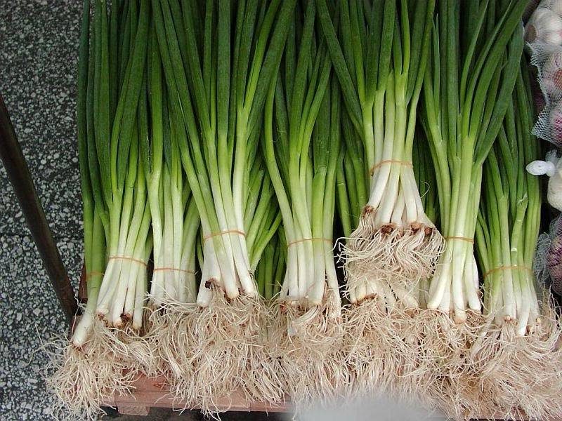 Как вырастить лук батун из семян: 3 способа