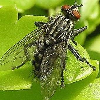 Капустная муха – все методы борьбы с вредителем + фото и видео
