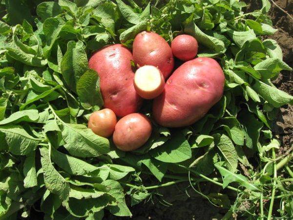Картофель бела роса описание сорта отзывы: картошка беллароза