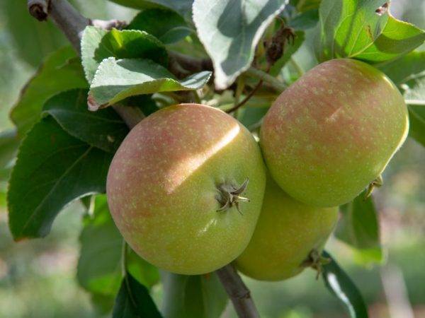 Когда прививать яблони: лучшие сроки - в какое время лучше. агрономические данные