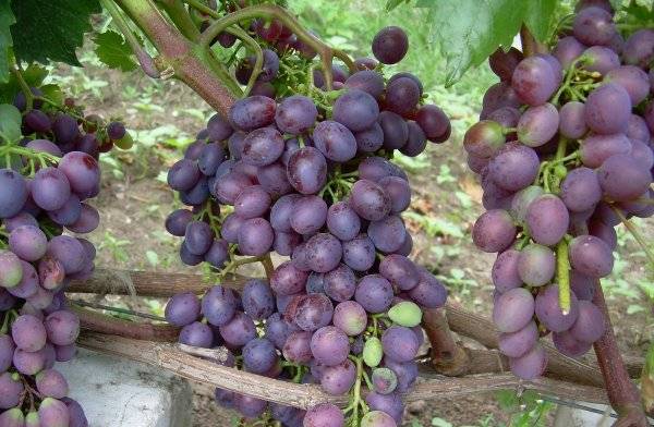 Подробное описание сорта винограда "краса никополя"