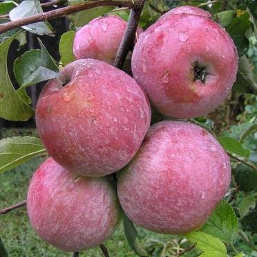 Яблоки фуджи — посадка и уход