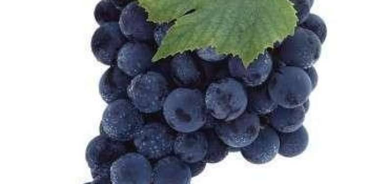 Разновидности черного винограда