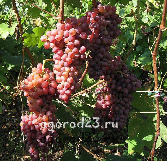 Кишмиш лучистый - описание сорта винограда (с фото и видео)