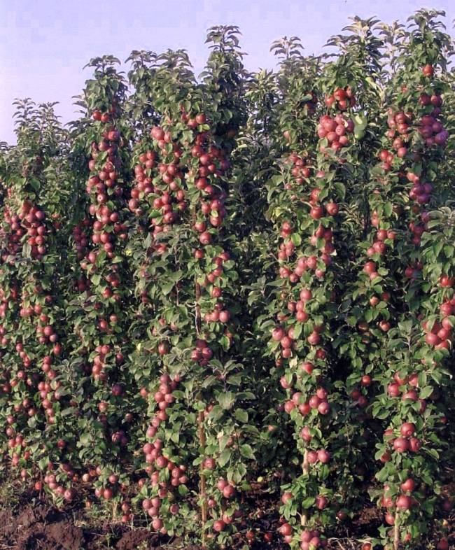 Колоновидная яблоня васюган — описание сорта, фото, отзывы