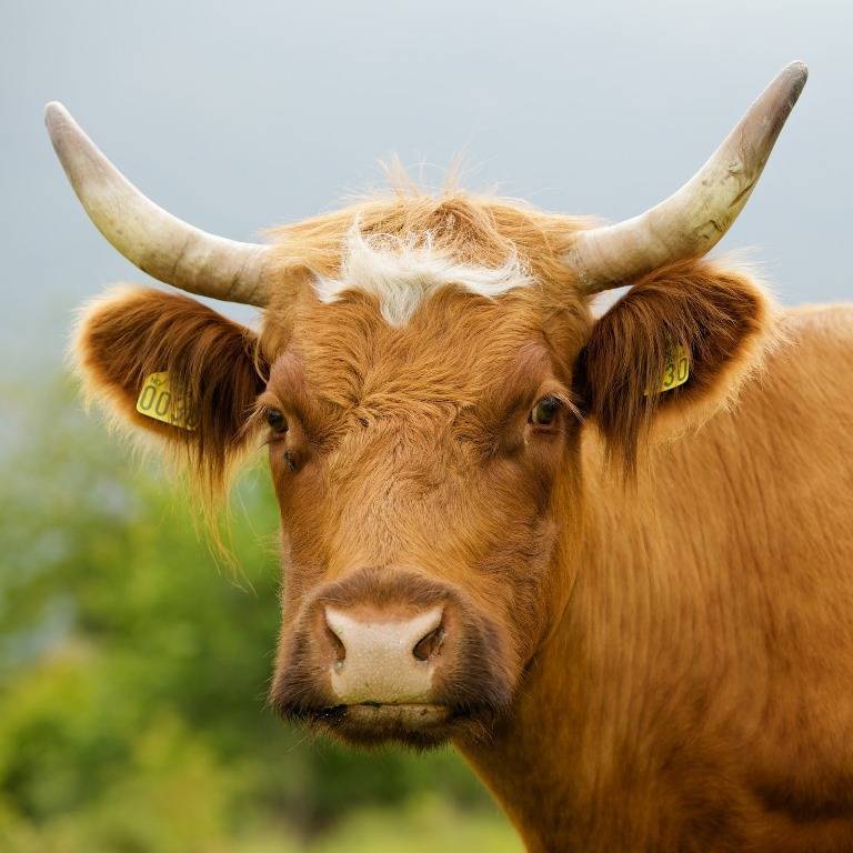 Комолая корова: это какая, описание и характеристика породы