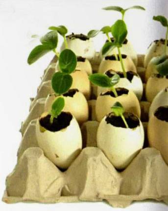 Выращивание рассады огурцов в яичной скорлупе - дневник садовода parnikisemena.ru