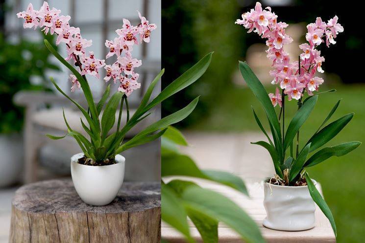 Орхидея Камбрия: уход в домашних условиях + фото