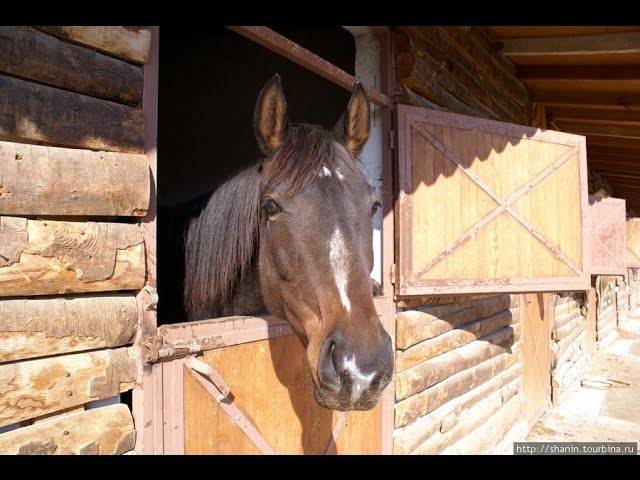 Разведение лошадей - коневодство, фото и видео | россельхоз.рф