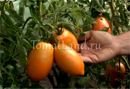 Характеристика и описание сортов помидора кенигсберг – золотой, сердцевидный, новый розовый и полосатый