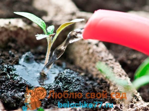 Выращивание крепкой рассады болгарского перца в домашних условиях - огород, сад, балкон - медиаплатформа миртесен