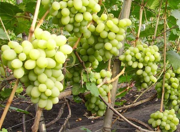 Особенности ухода и высадки винограда подарок запорожью