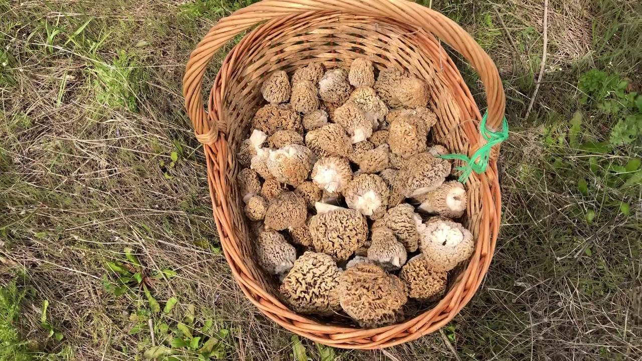 Съедобные грибы ставропольского края