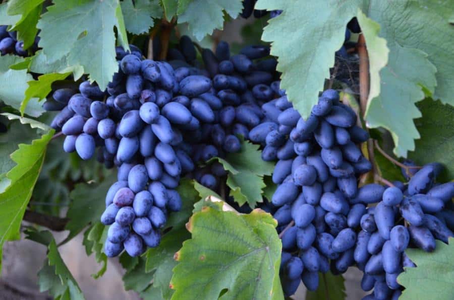 Виноград "сувенир": описание сорта, уход, урожайность и отзывы