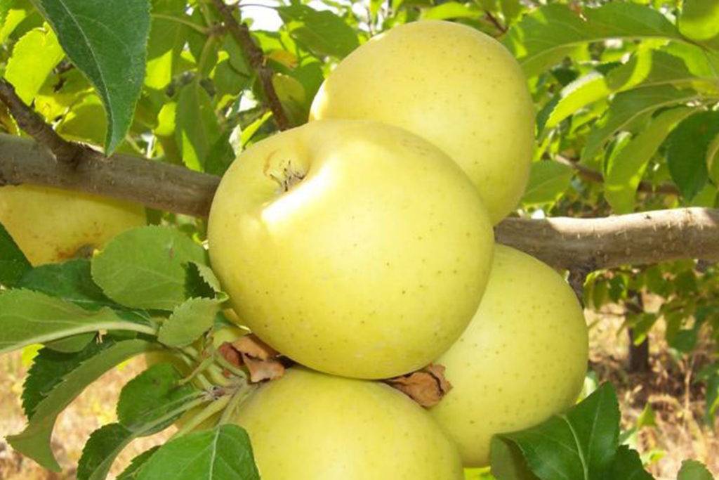 Сорт яблони Брянское