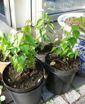 Выращивание абрикос в подмосковье: выбор сортов, посадка и уход за саженцами