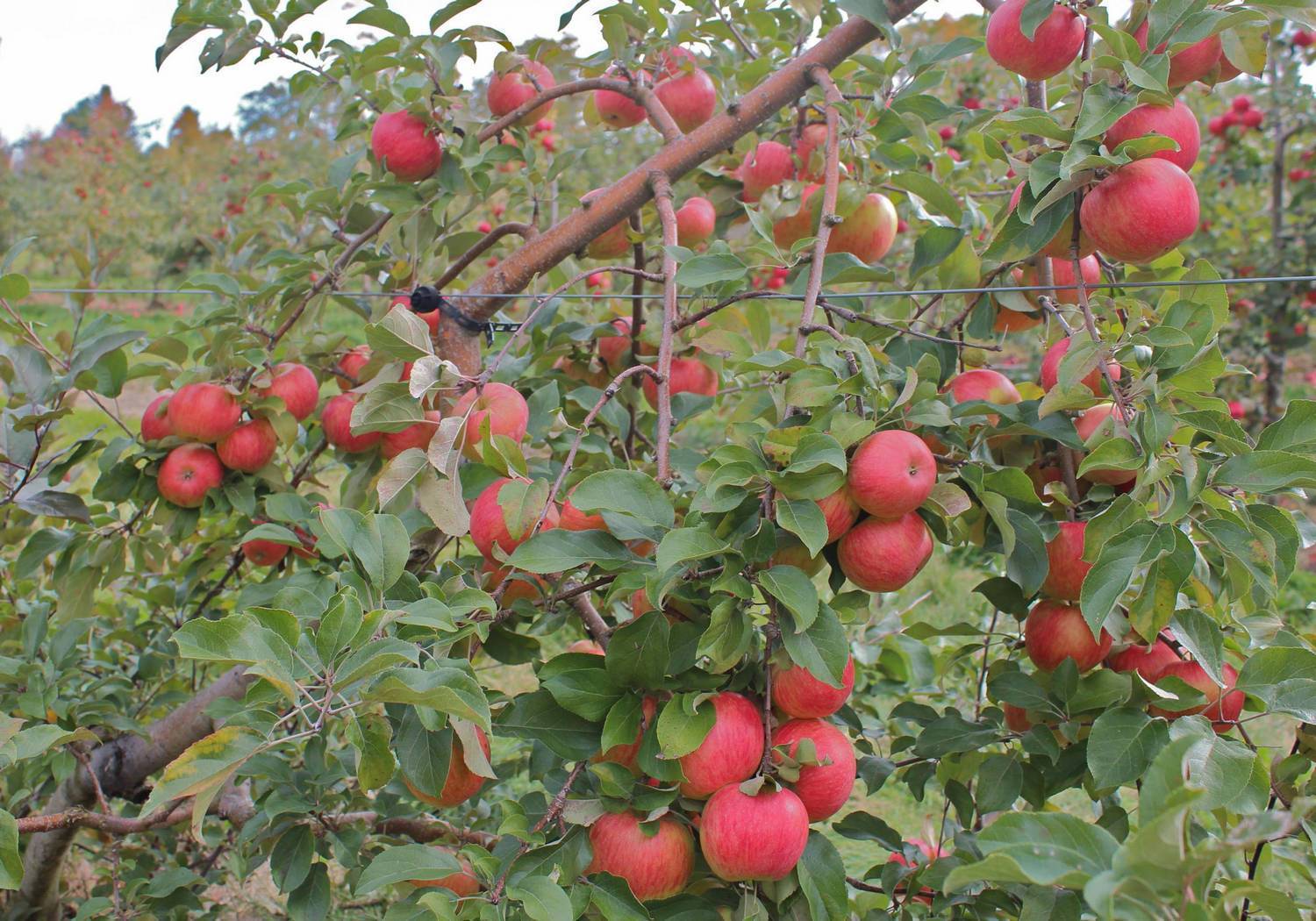 Сорта карликовых яблонь: различные низкорослые деревья для средней полосы и других регионов, осенние, летние, зимние, а также их фото и описание