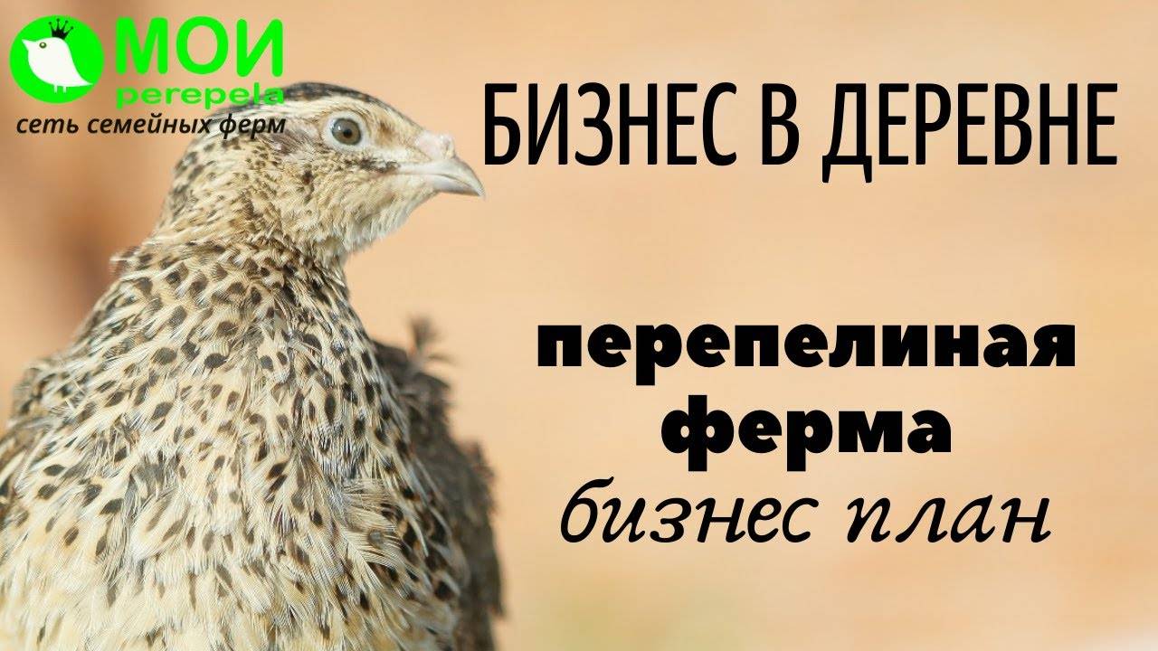 Бизнес на разведении перепелов (март 2021) — vipidei.com