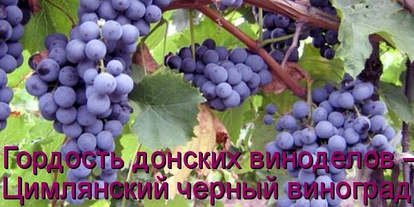 Виноград черных сортов (24 фото): описание - «цимлянский» и «палец», «макси» и «изумруд», польза и вред для организма