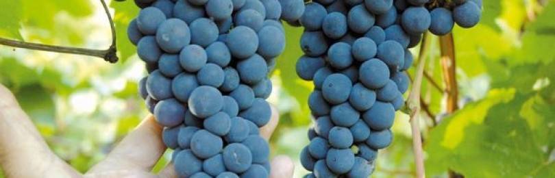 Морозостойкие сорта винограда: характеристика, укрывные, условно-укрывные, правила ухода