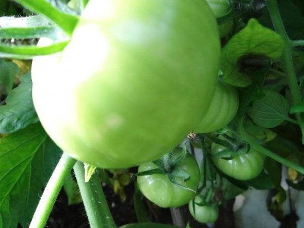 Неприхотливый томат: полное описание сорта агата