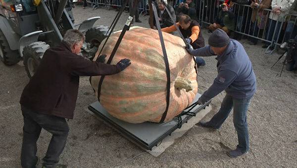 Самая большая тыква в мире: фото, сколько весит
