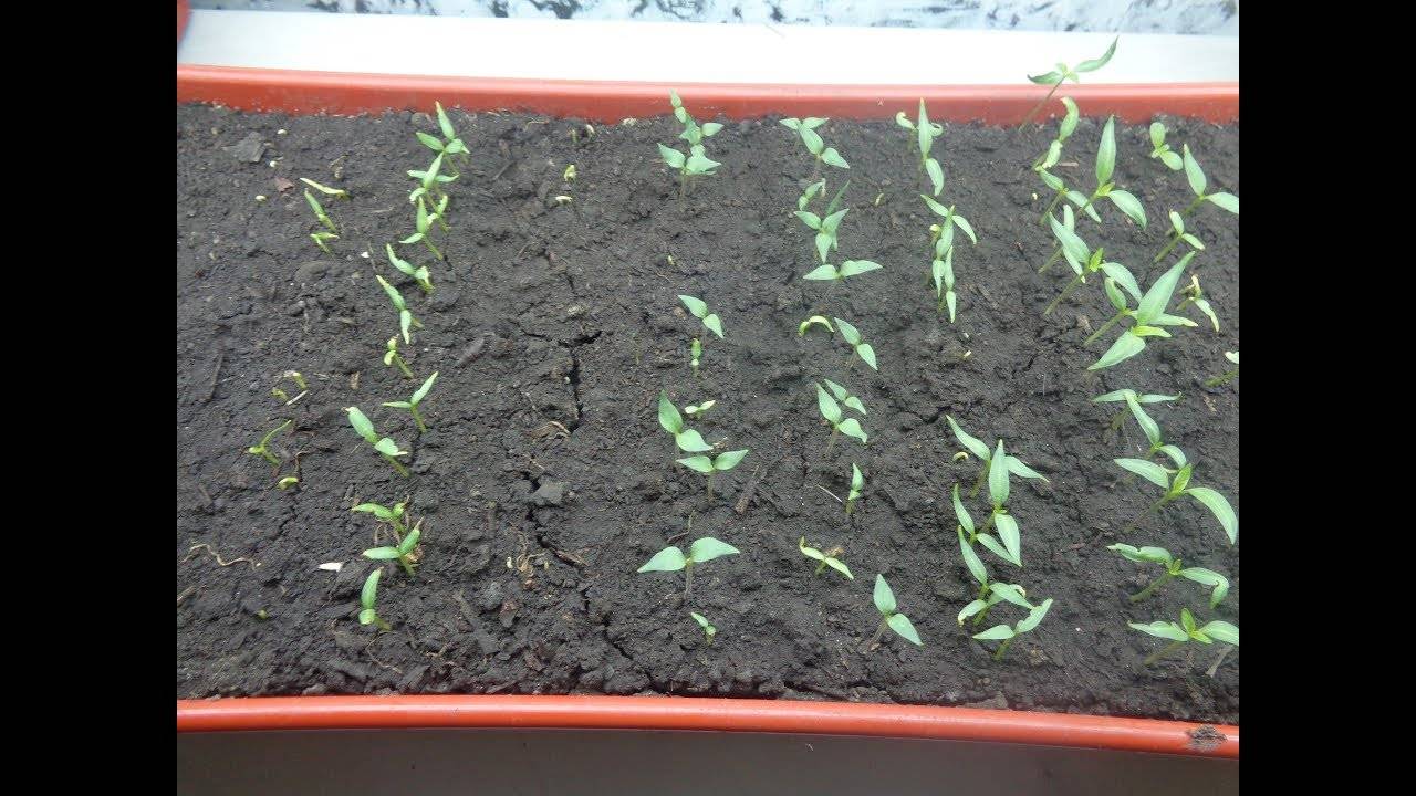 Как прорастить семена кабачков перед посадкой в открытый грунт или теплицу