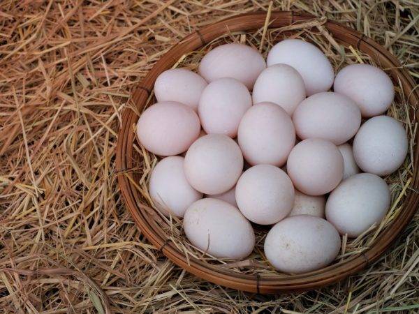 Яйцо утиное: характеристики и преимущества | food and health