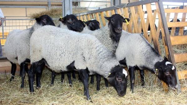 Овцы романовской породы для получения шубного меха и вкусного мяса