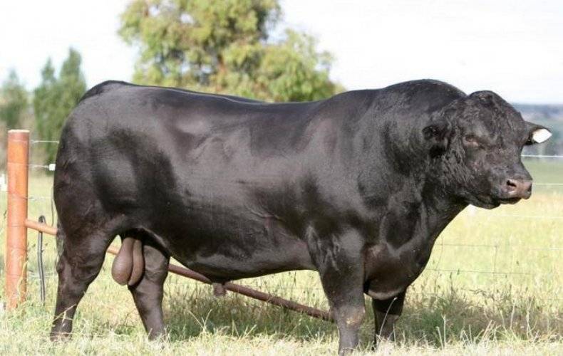 Кормление быков производителей: рацион и советы по содержанию