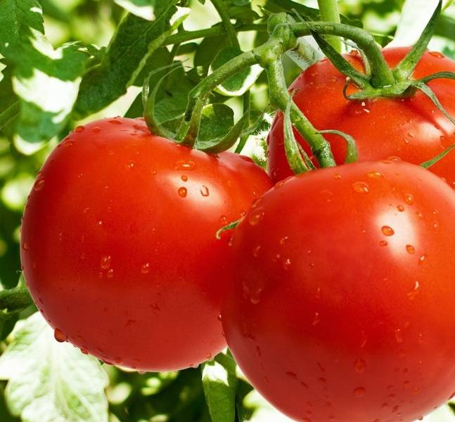 Идеальный томат с необычным названием — «яблонька россии»: описание сорта, характеристики и фото
