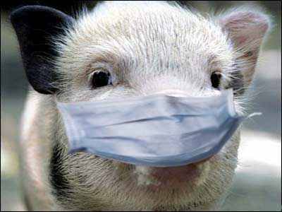 Вирус африканской чумы свиней: опасна ли инфекция?