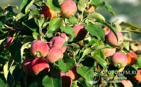 Основные сорта карликовых яблонь для выращивания на территории рф