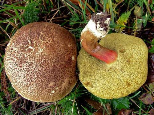 Гриб ложный моховик: виды, как отличить от съедобных грибов?