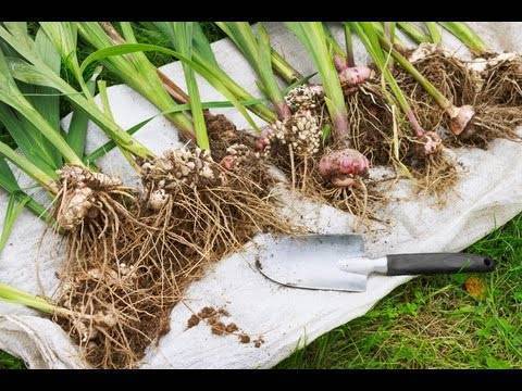 Когда выкапывать гладиолусы на зиму и как хранить до посадки весной фото видео