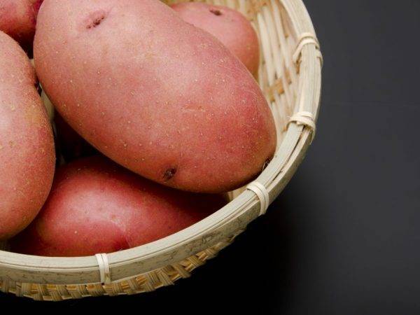 Описание сорта картофеля Аврора — как поднять урожайность